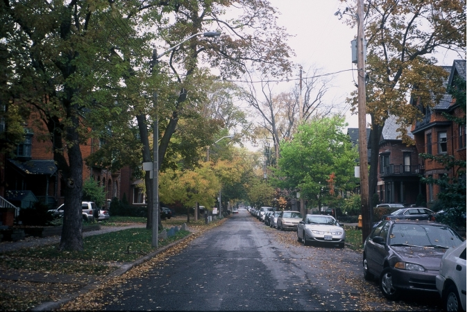 Madison Streetscape-boulevard and mature tree canopy